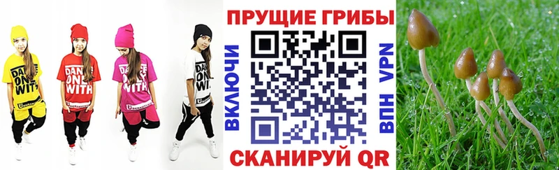 Купить где  Серов  Галлюциногенные грибы GOLDEN TEACHER 